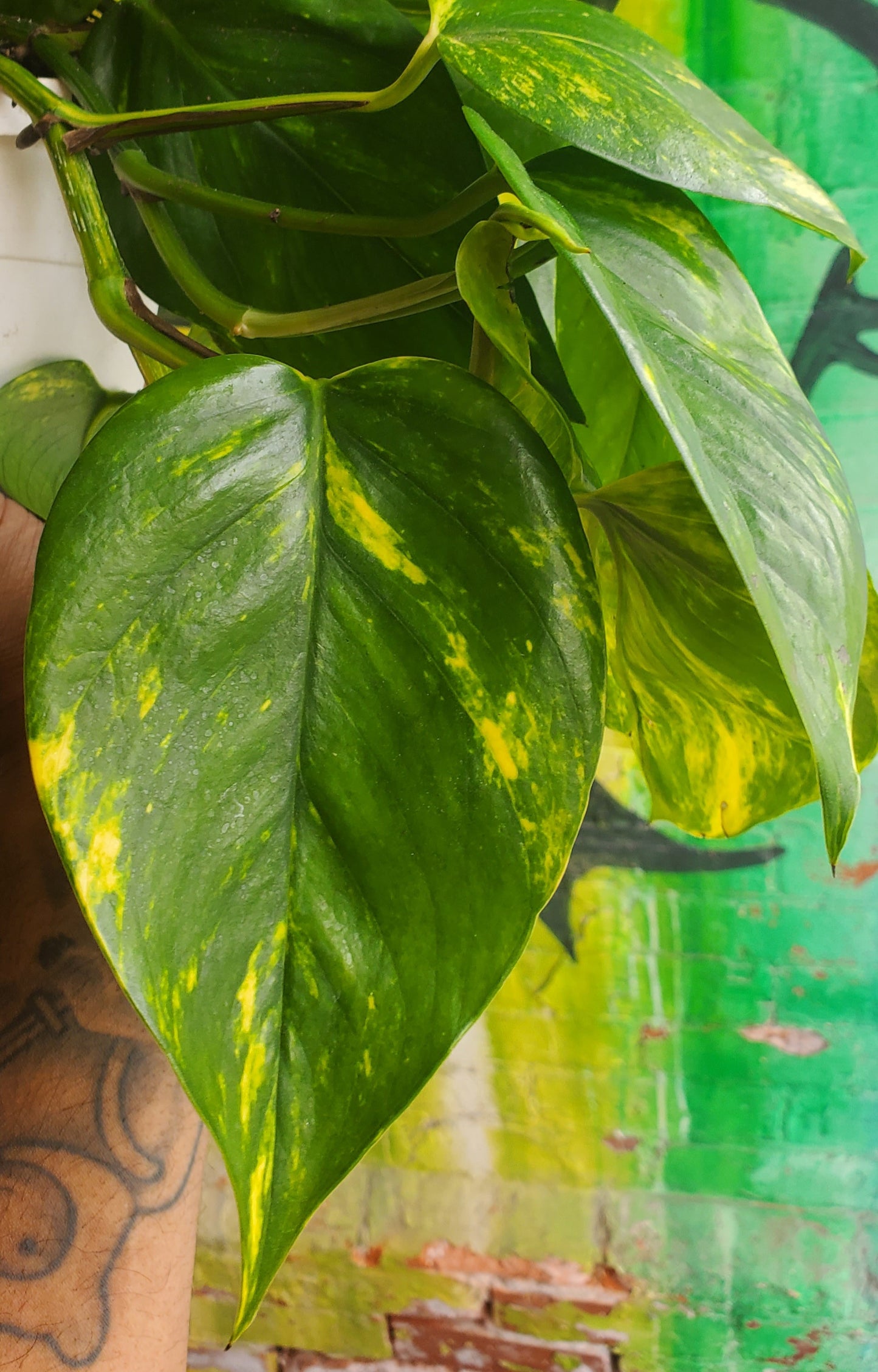 8" Hawaiian Pothos