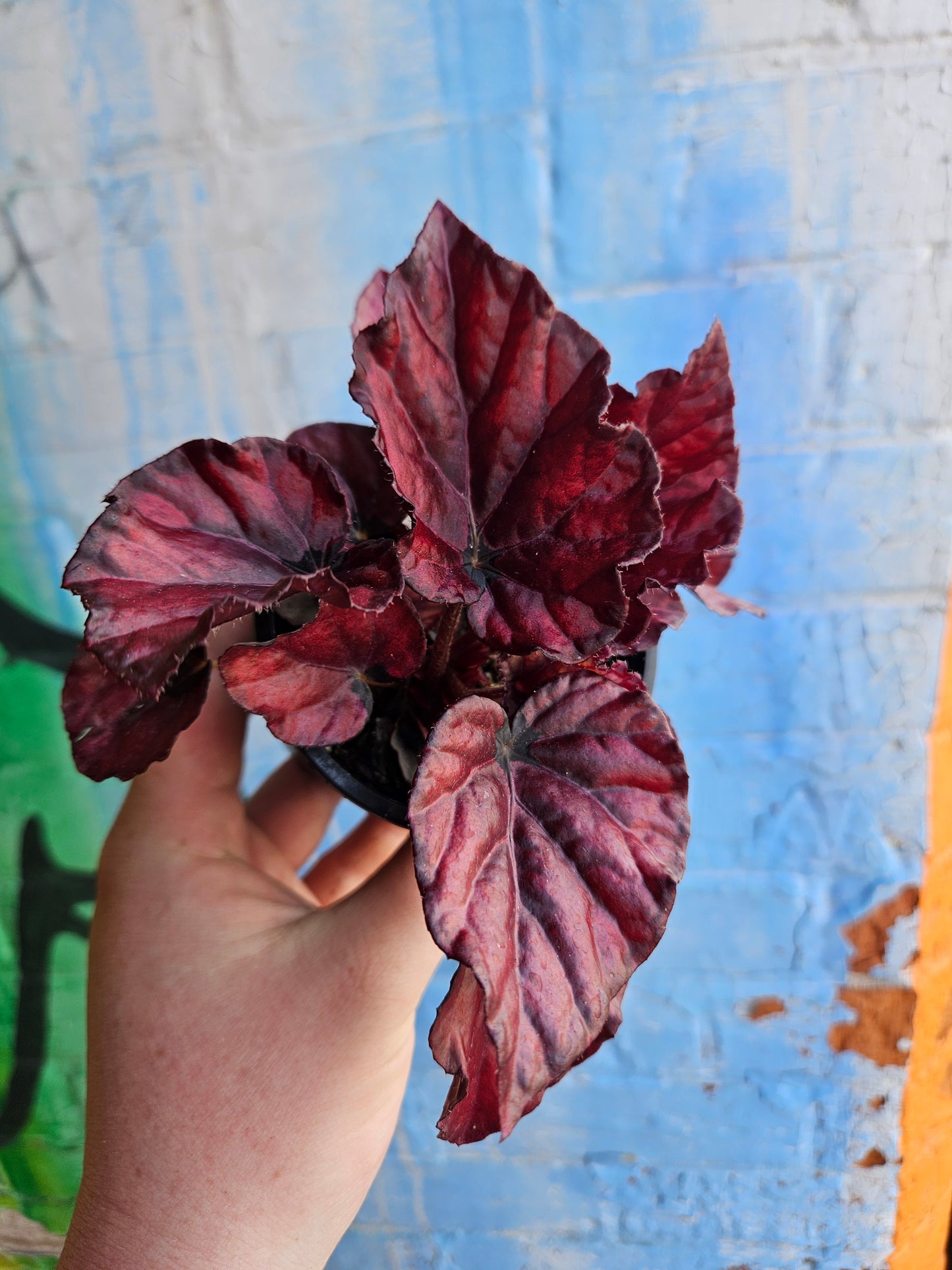3.5" Begonia Rex Red Bull