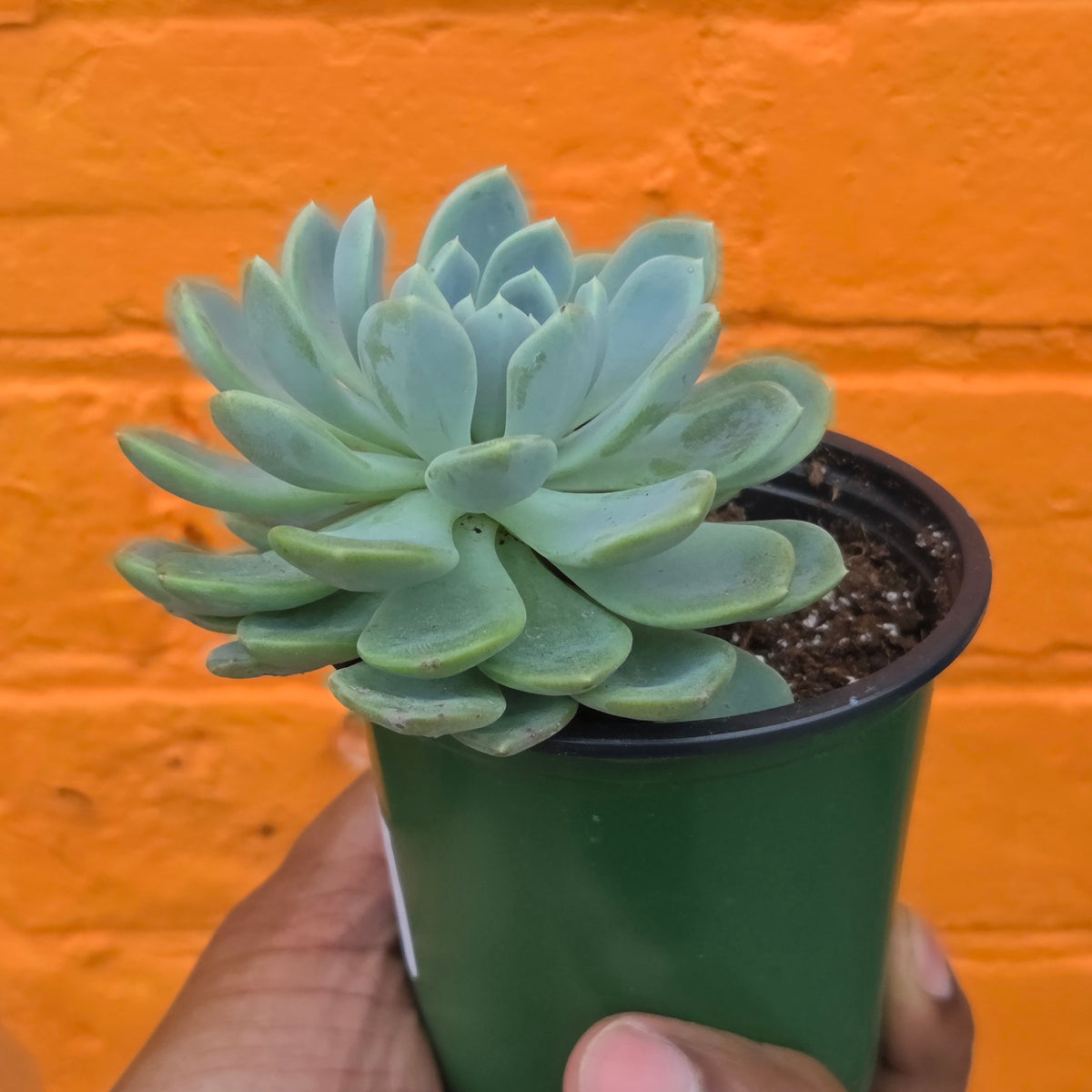 3.5" Echeveria Elegans