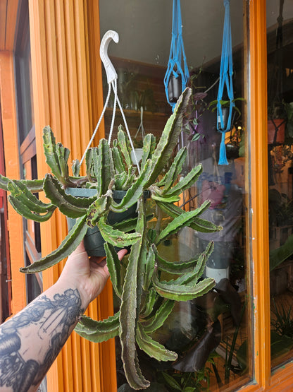 8” Stapelia Hirsuta Hanging Basket