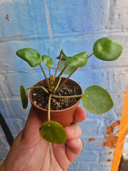 2.5" Pilea Peperomioides | Friendship Plant