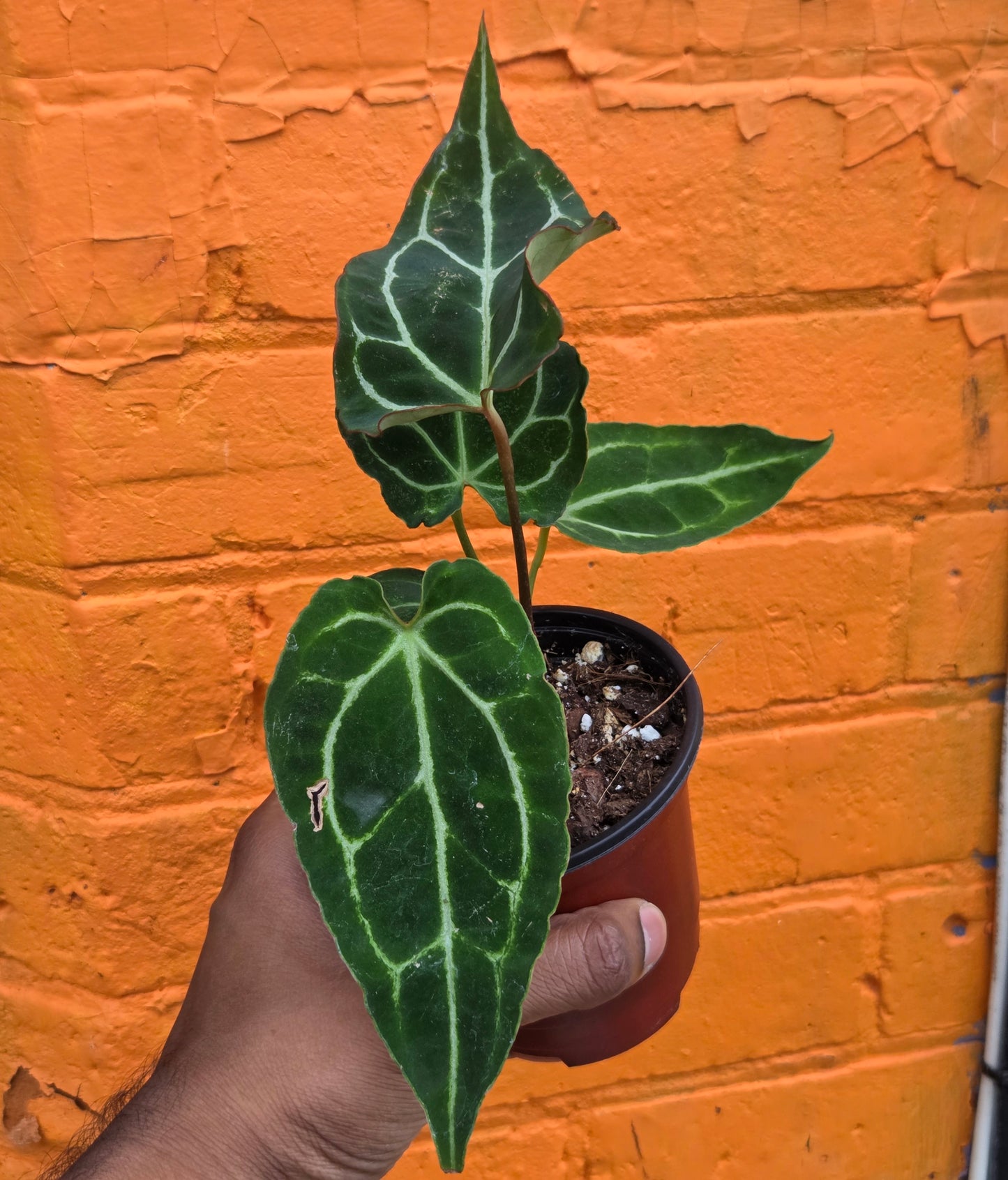 4.5" Anthurium Crystalinum Turtle