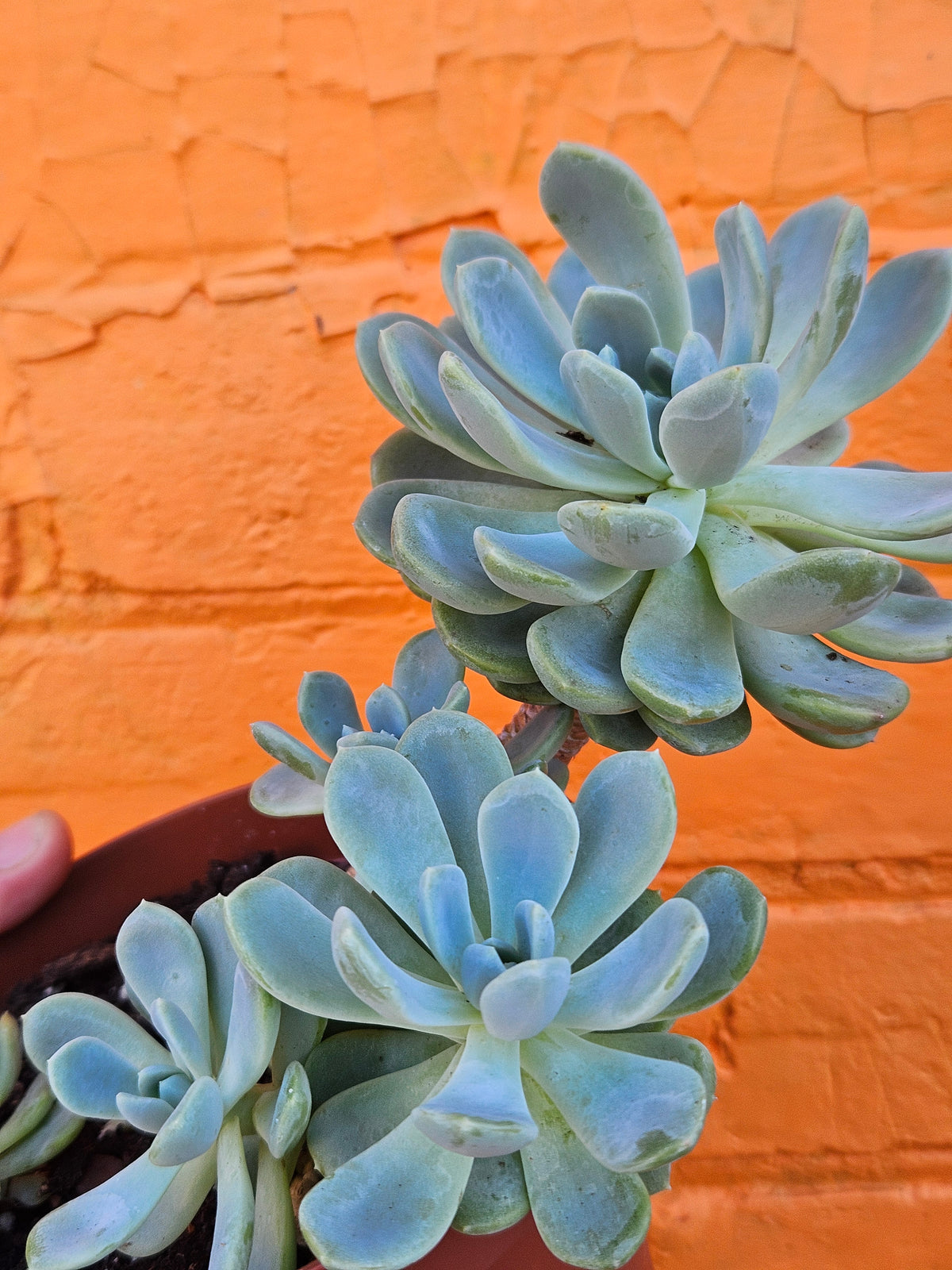 5" Echeveria Elegans