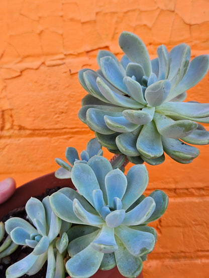 5" Echeveria Elegans