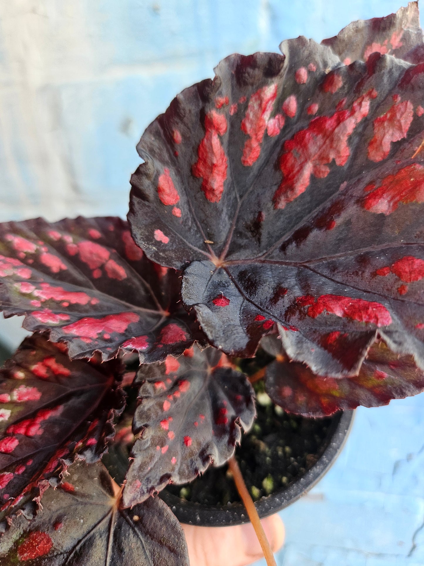 3.5" Begonia Rex Etna