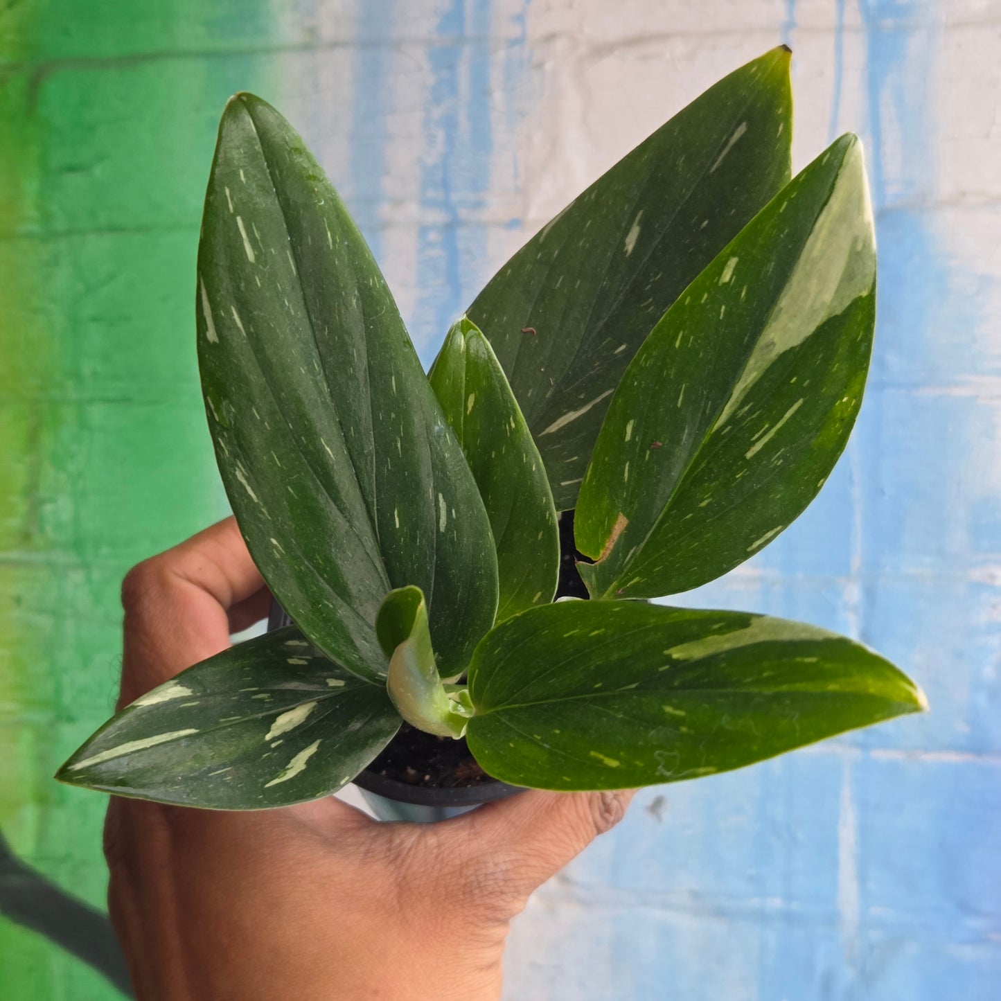 3.5" Monstera Standleyana Albo