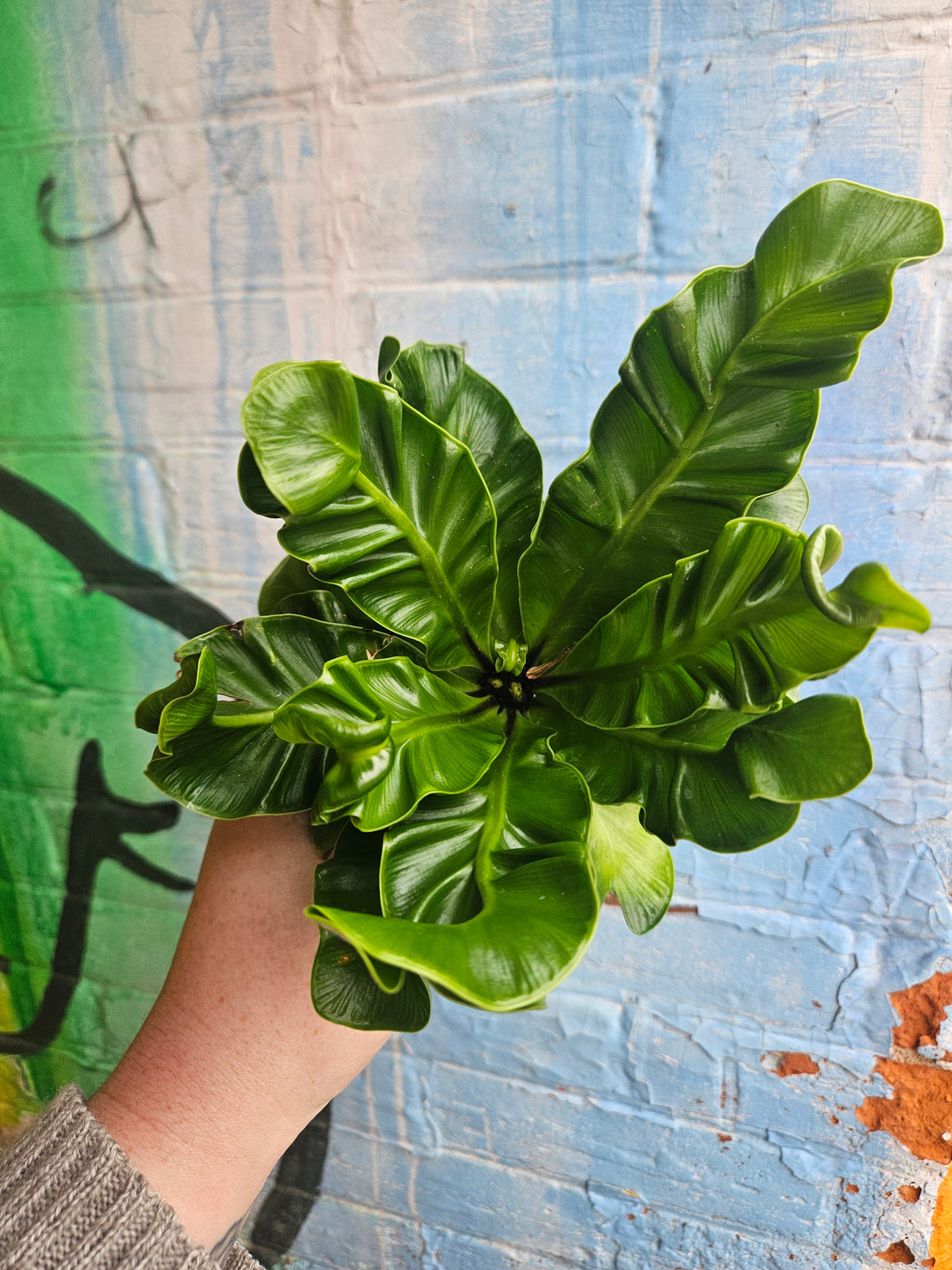 5" Asplenium nidus 'Cobra'