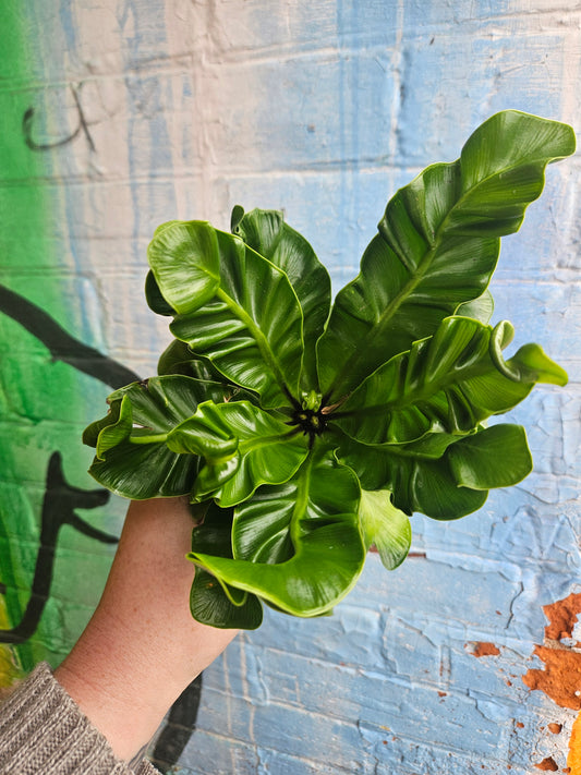 5" Asplenium nidus 'Cobra'