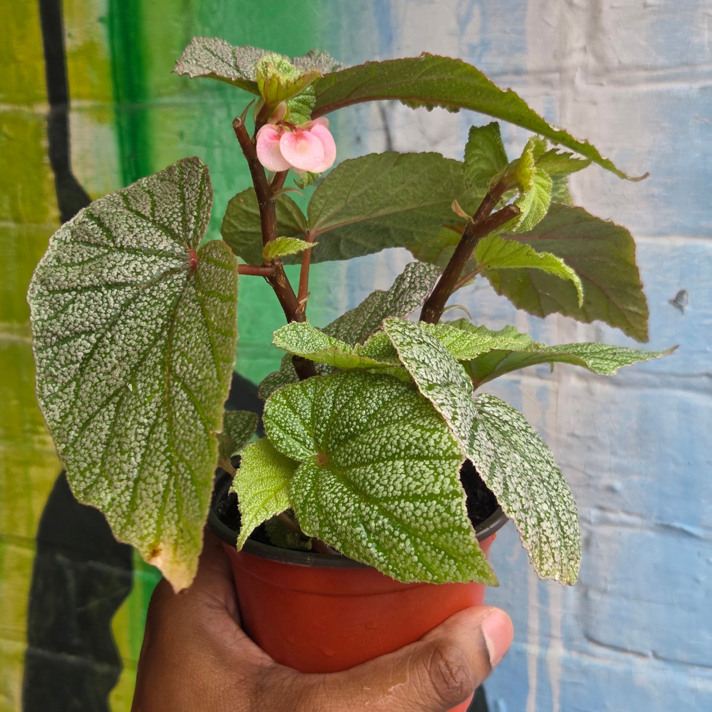 4.5" Begonia Sinbad