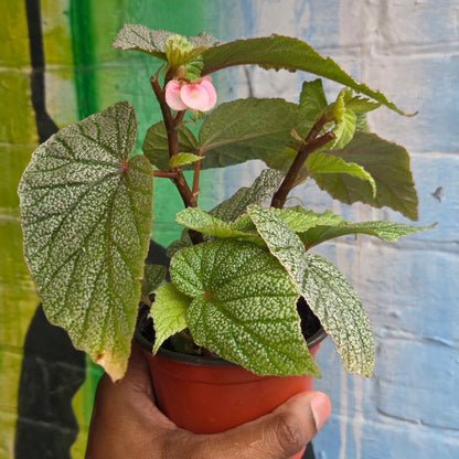 4.5" Begonia Sinbad