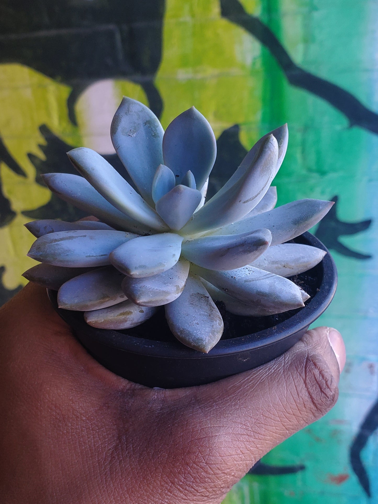 3.5" Sedeveria Lilac Mist