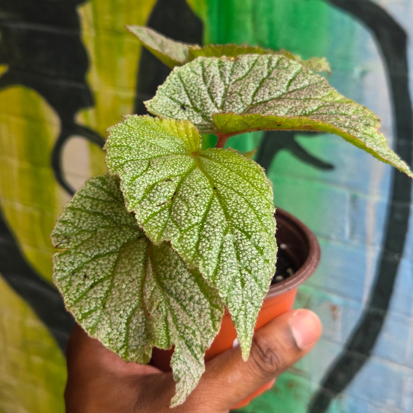3.5" Begonia Sinbad