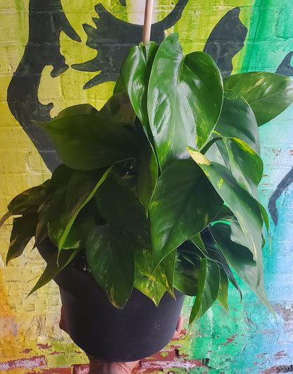 10" Pothos Golden Totem