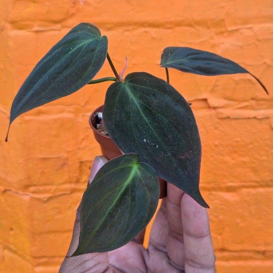 2.5" Philodendron Micans