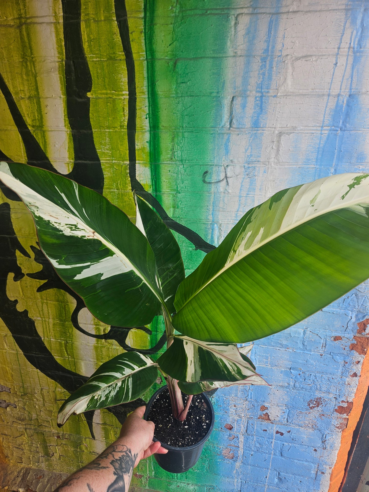 7" Variegated Banana Musa Florida