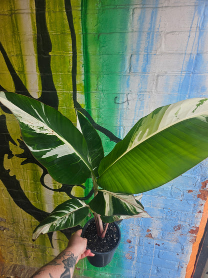 7" Variegated Banana Musa Florida