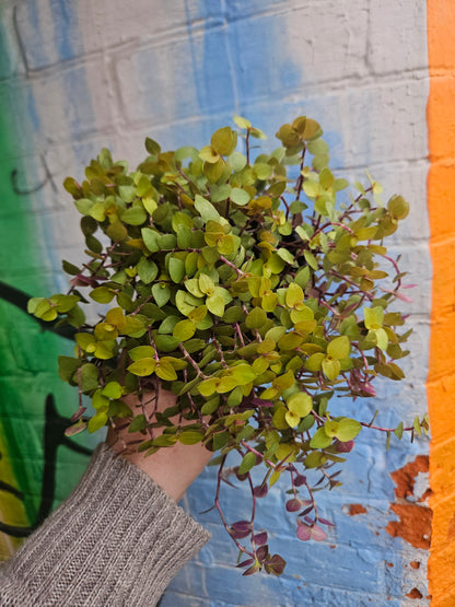 3.5" Callisia Repens Copper Jewel