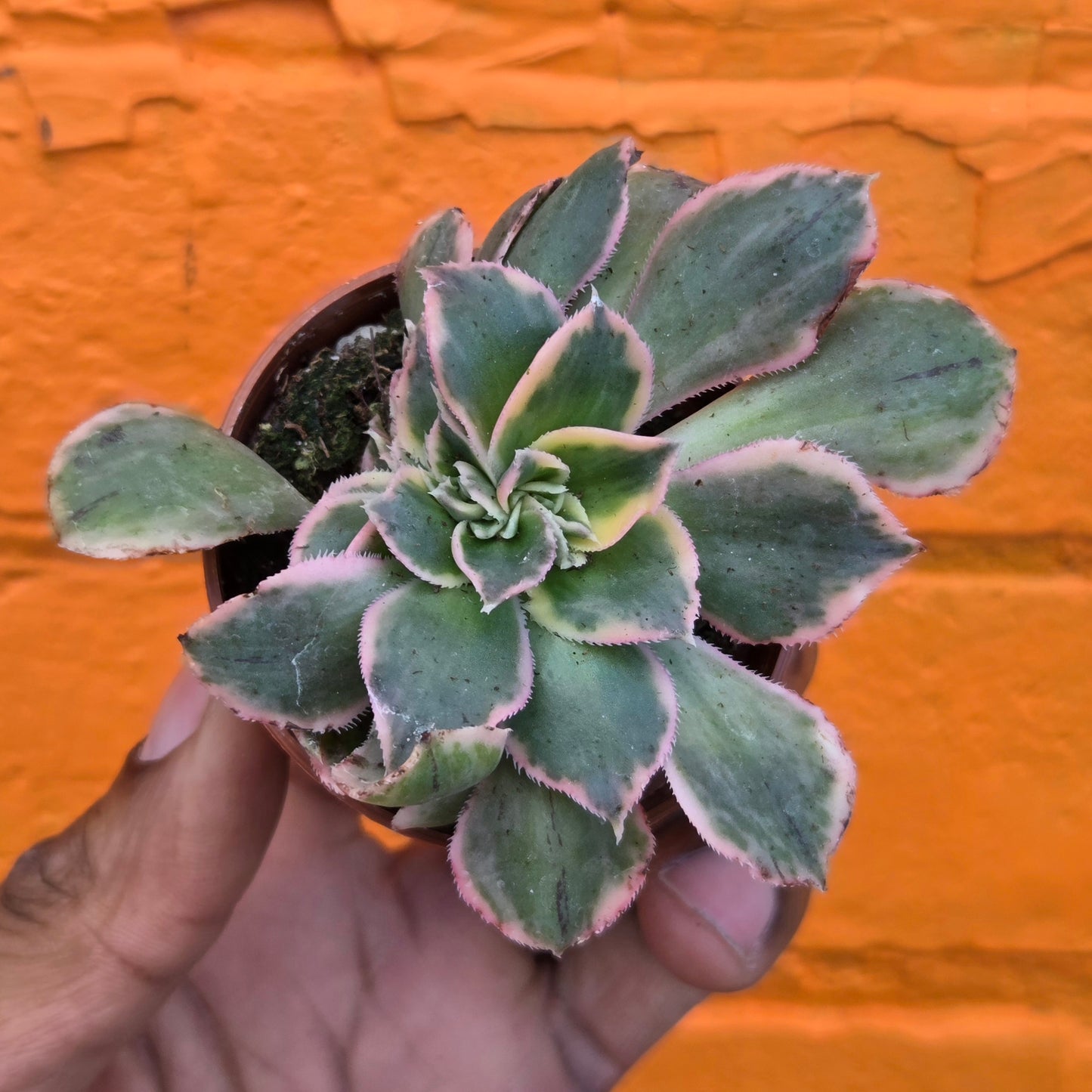 2.5" Crested Aeonium haworthii Sunburst