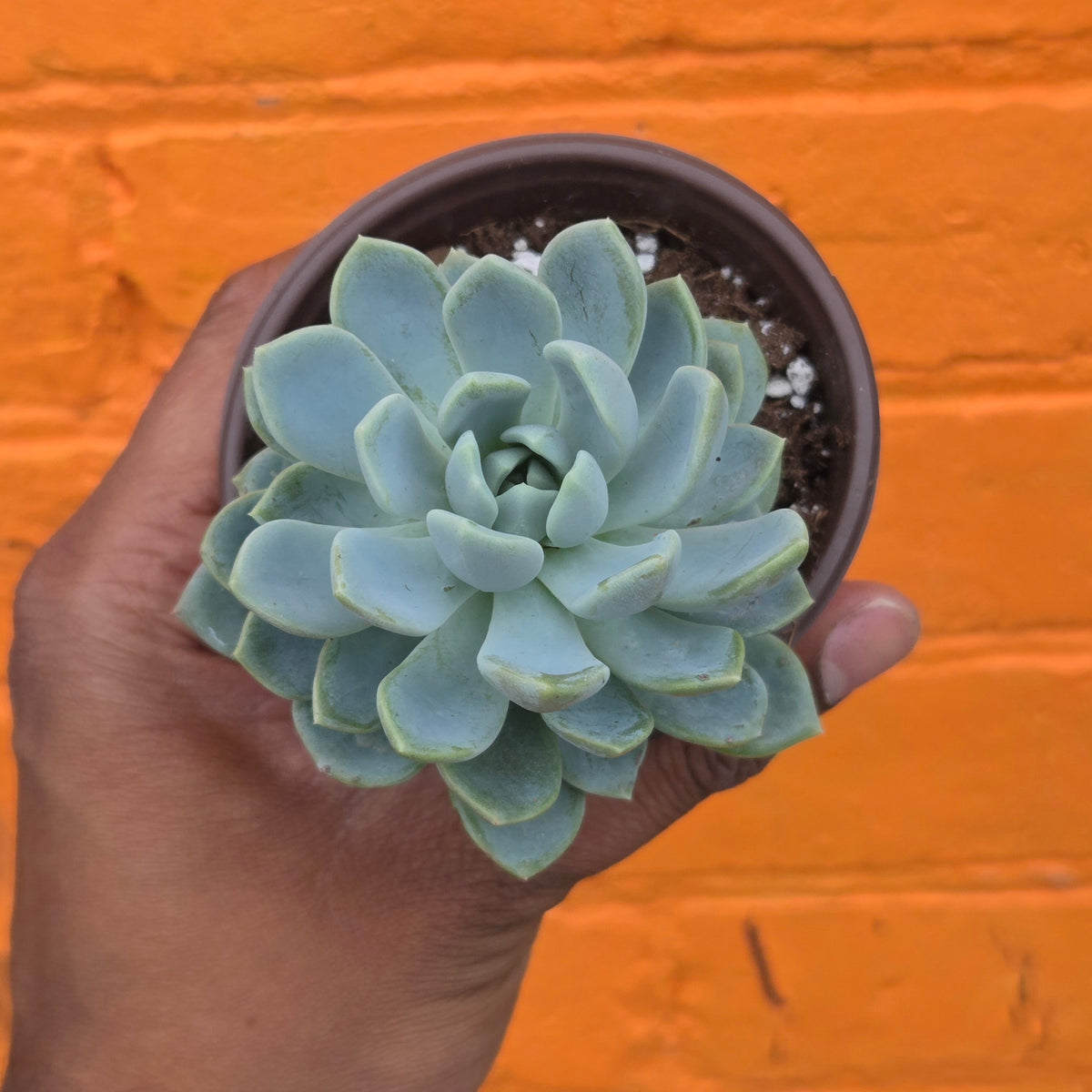 3.5" Echeveria Elegans