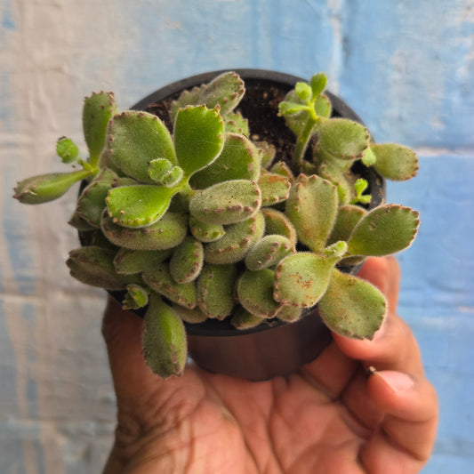 3.5" Cotyledon Tomentosa | Bear Paw Bush