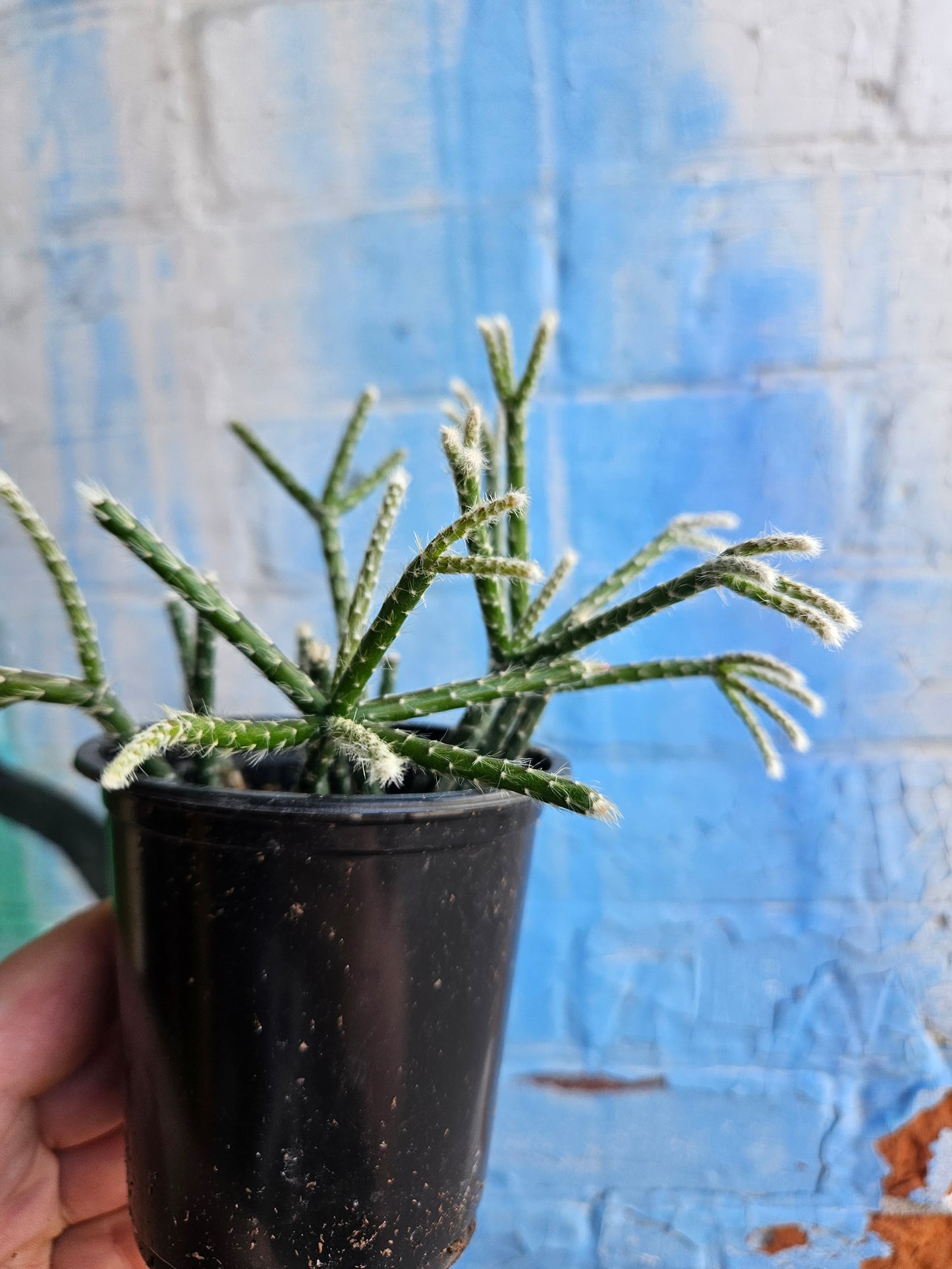 3.5” Rhipsalis Baccifera