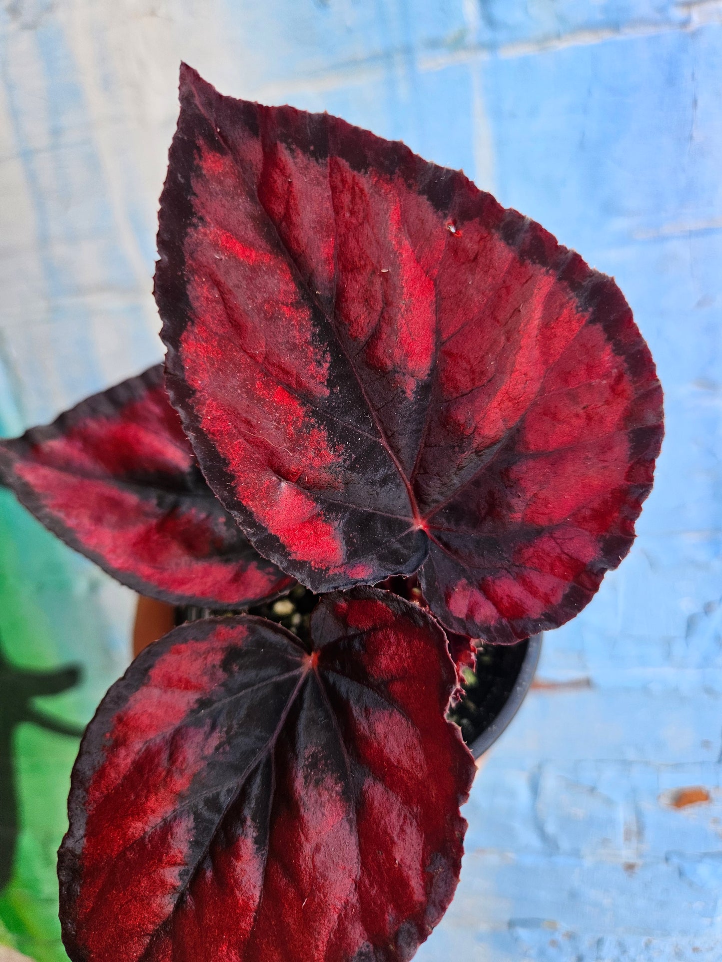 4" Begonia Rex Red Kiss