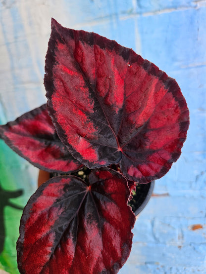 4" Begonia Rex Red Kiss