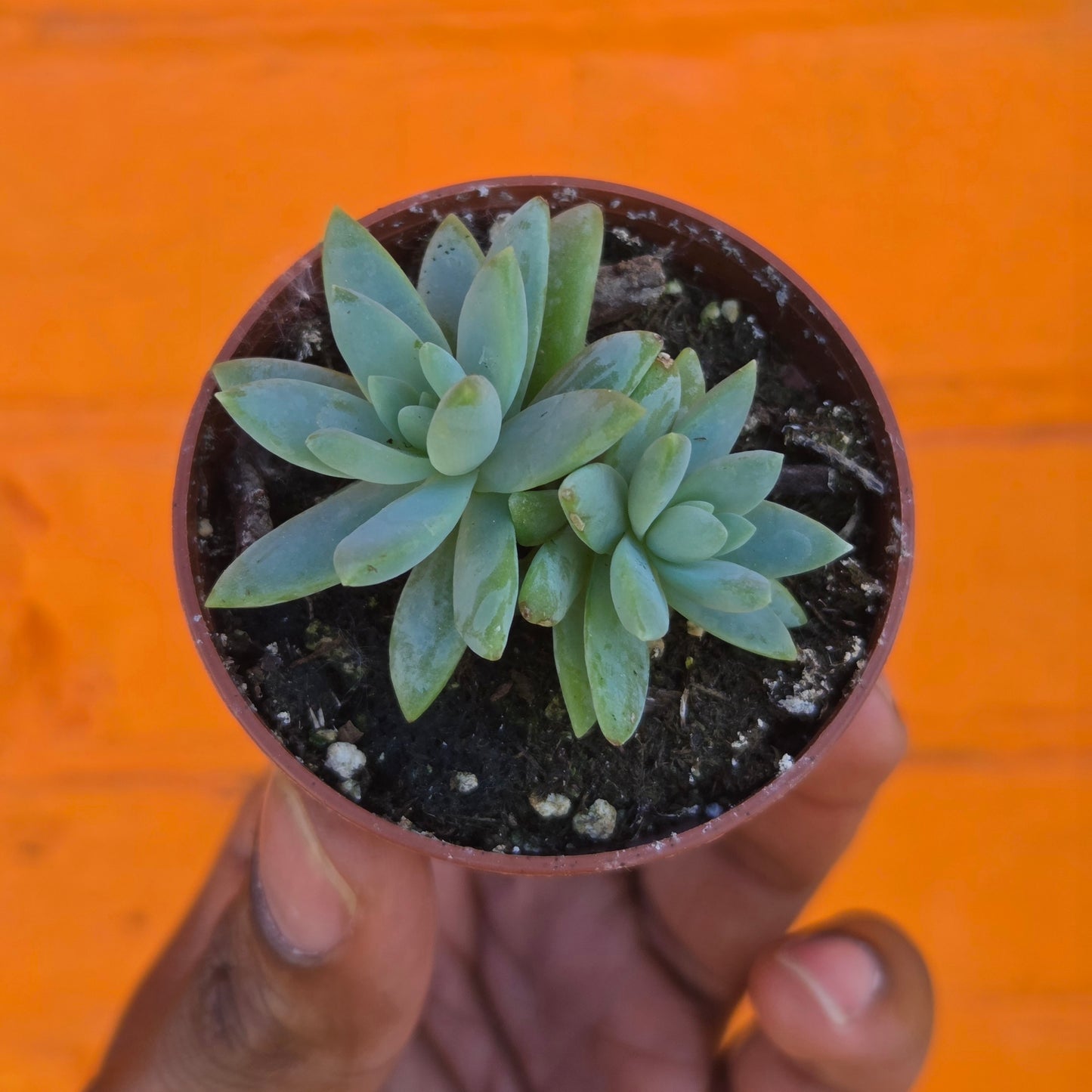 2.5" Sedeveria Blue Burrito