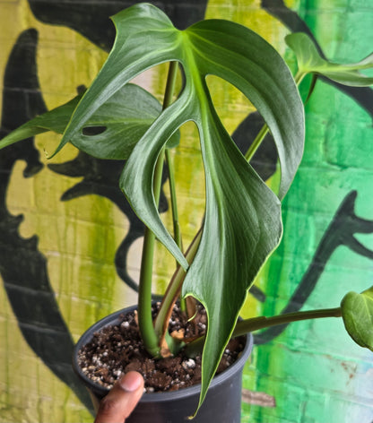 6"  Monstera Burle Marx Flame