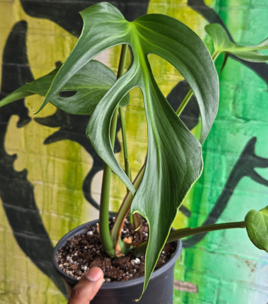6"  Monstera Burle Marx Flame
