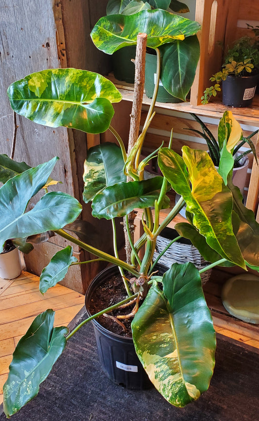 10" Variegated Philodendron Burle Marx