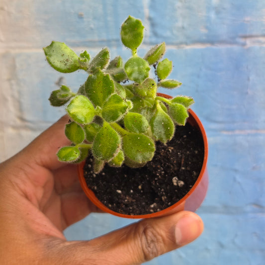 2.5" Cotyledon Tomentosa Variegated | Bear Paw bush