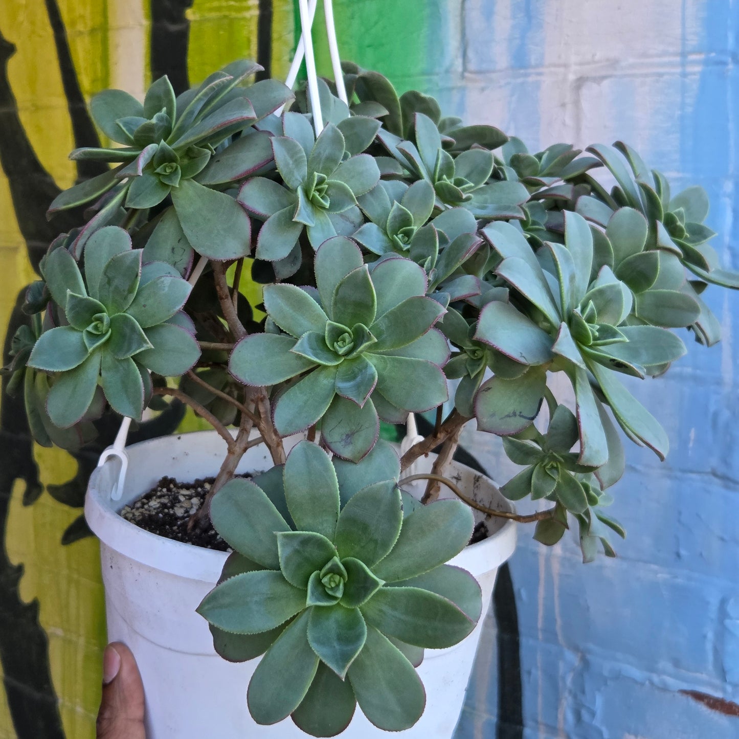 8" Aeonium haworthii Hanging Basket