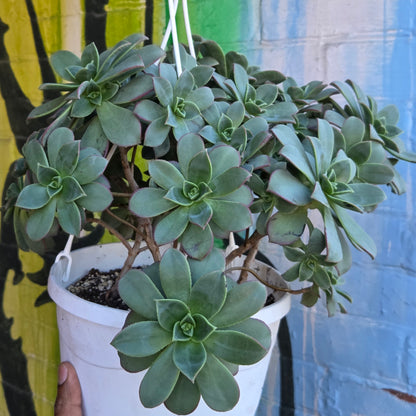 8" Aeonium haworthii Hanging Basket