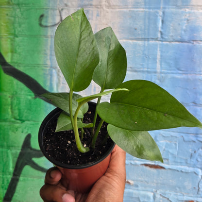 4" Pothos Green Jade