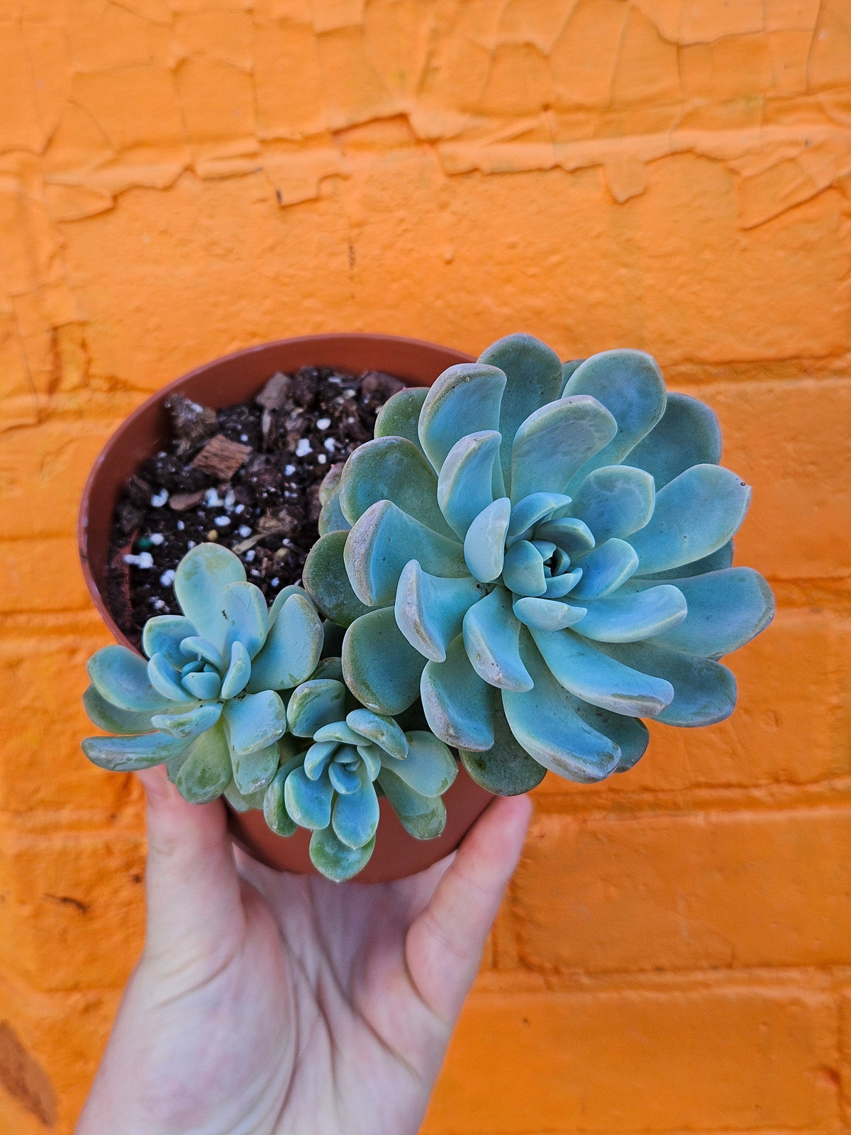 5" Echeveria Elegans
