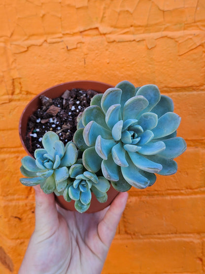 5" Echeveria Elegans