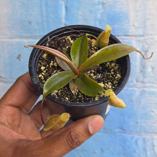 3.5" Nepenthes Mapuluensis | Pitcher Plant