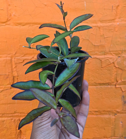 3.5" Hoya Rosita