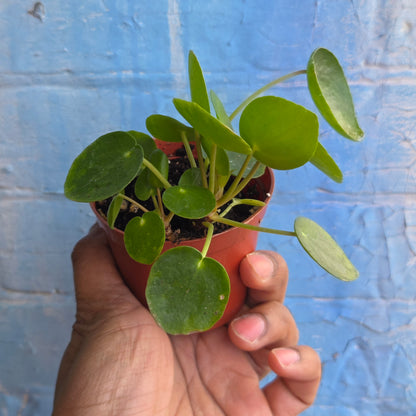 3" Pilea Peperomioides | Friendship Plant
