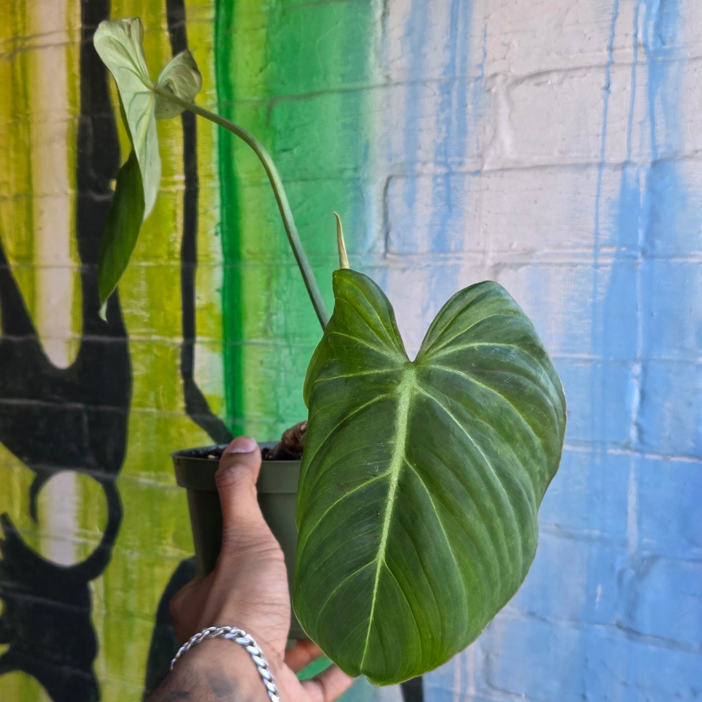 6" Philodendron Gloriosum