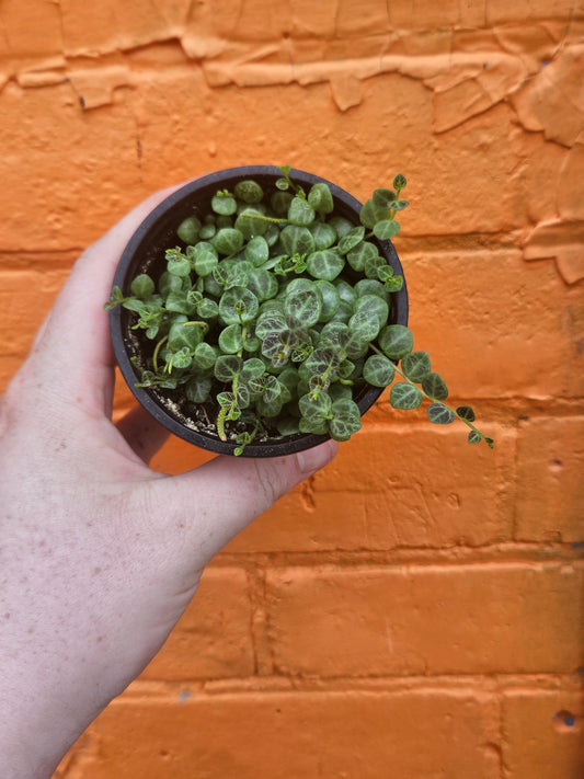 3.5" String Of Turtles | Peperomia Prostrata