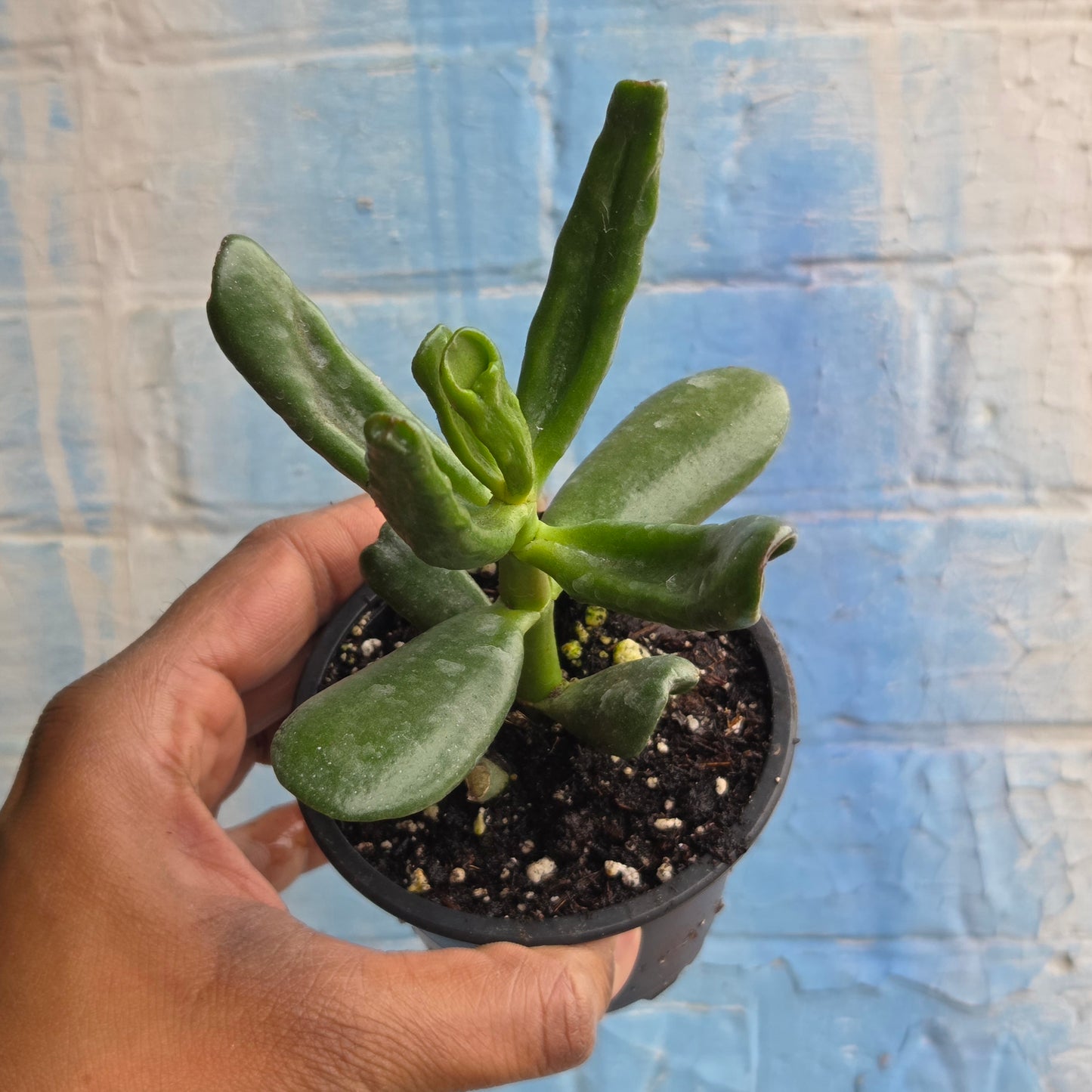 3.5" Crassula Ovata Hobbit