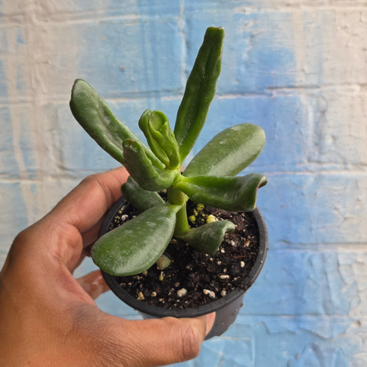 3.5" Crassula Ovata Hobbit