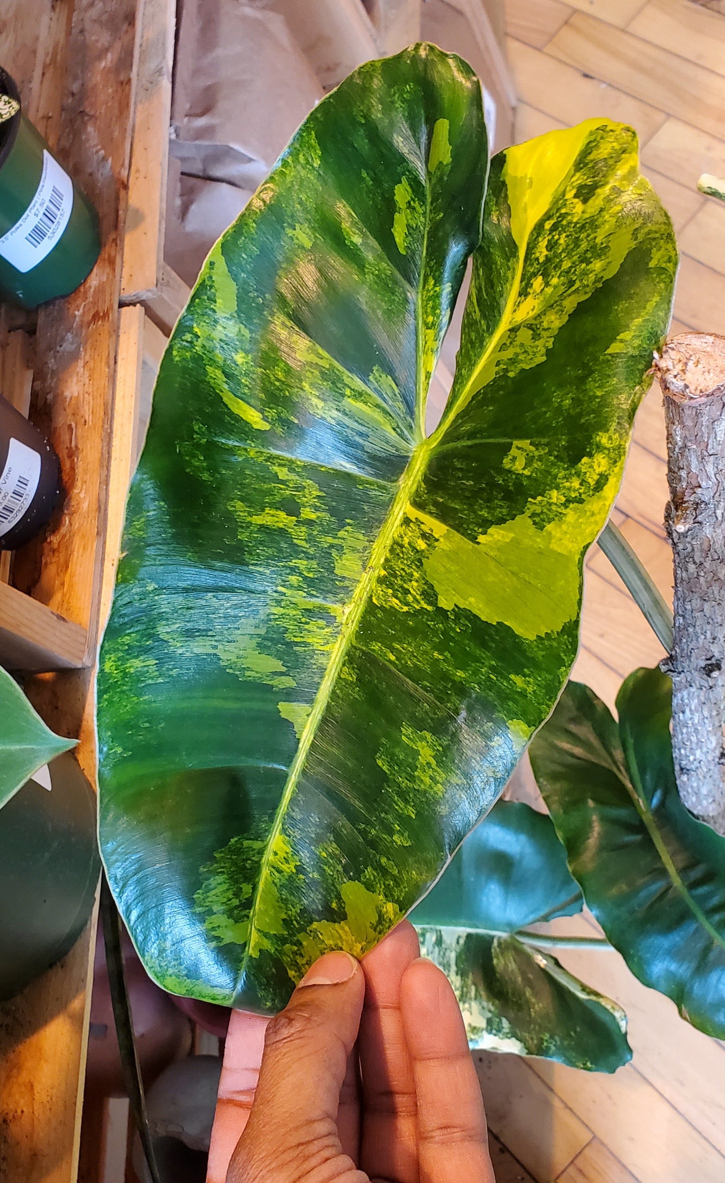 10" Variegated Philodendron Burle Marx