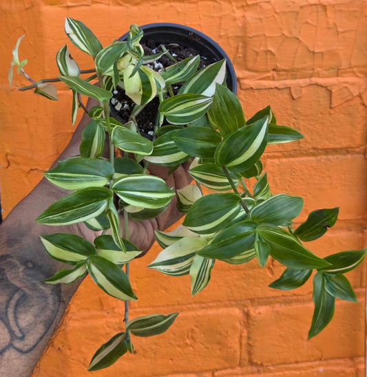 3.5" Tradescantia fluminensis variegata