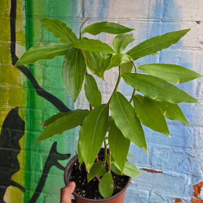 6” Insulin Plant | Fiery Costus