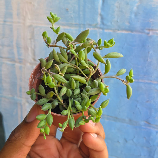 2.5" Curio citriformis | String of Tears