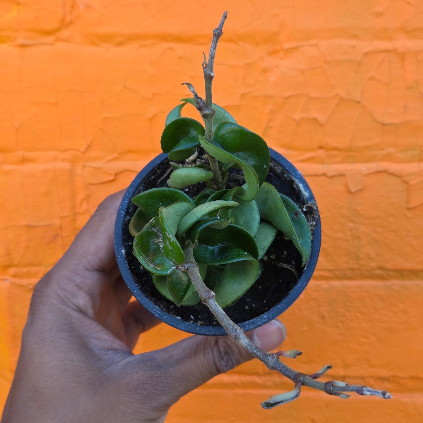 3.5" Hoya Carnosa Compacta