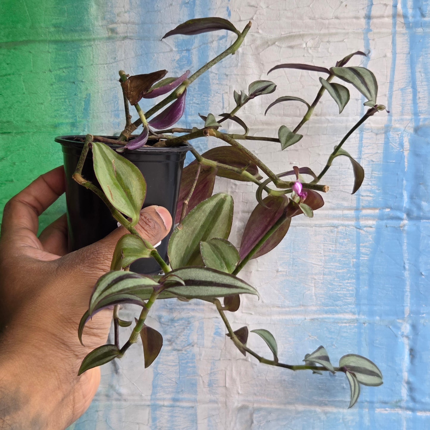 3.5" Tradescantia Zebrina Superba
